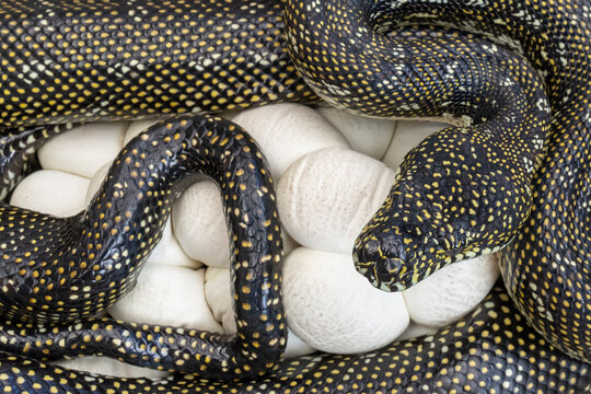 Female Diamond Python incubating clutch of eggs