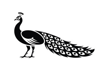 Obraz premium Black silhouette of a proud peacock with a long tail displaying eye patterns bird animal