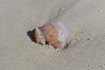 Jellyfish on the beach in Atlantic coast of North Florida