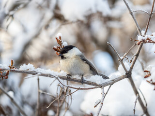 Cute bird the willow tit, song bird sitting on a branch without leaves in the winter.