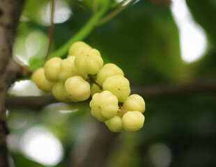 Malay gooseberry (cermei) grow in garden. Malay gooseberry fruit has yellow green color. Malay gooseberry fruit has sour taste. Malay gooseberry fruit has latin name Phyllanthus acidus