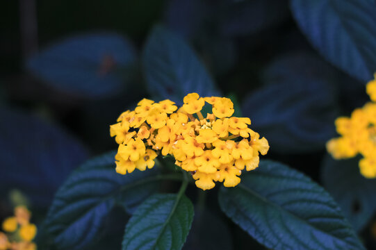Lantana flower or shrub verbena bloom in the garden. lantana flower or shrub verbena have latin named lantana camara. lantana flower from verbenaceae family