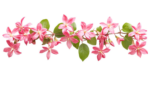 Tropical Rangoon Creeper Flowering Vine Border with Leaves and Pink Blooms