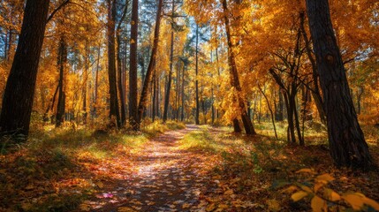 Obraz premium A path winds through a vibrant autumn forest, with fallen leaves scattered along the way, illuminated by the soft glow of the setting sun.