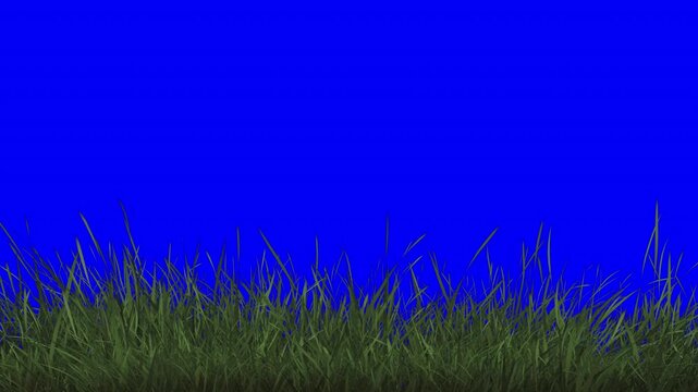 grass, green, nature, field, meadow, lawn, garden, 