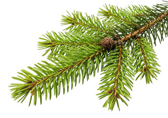 Pine branch with cones isolated on transparent background