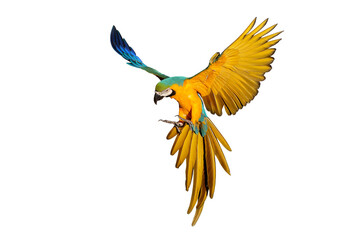 Colorful flying Blue and Gold Macaw parrot isolated on transparent background png file	
