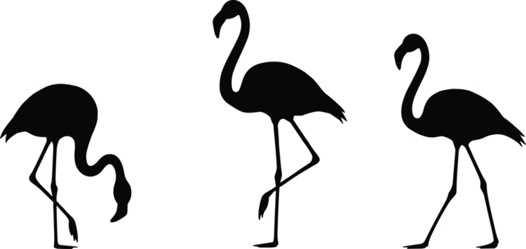 flamingo black and white png