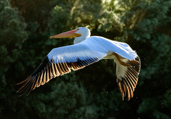 American White Pelican 