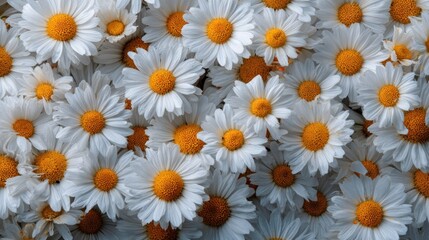 A large group of white daisies with yellow centers, scattered across a flat surface with a blurred background.