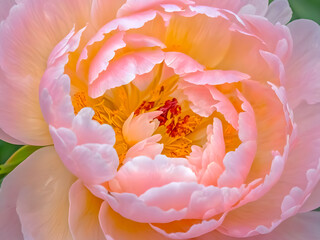 A radiant peony bursts with peach and pink petals, revealing fiery yellow and red stamens at its heart.