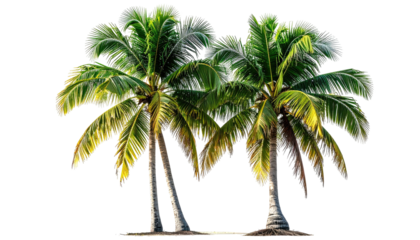 Two palm trees, green fronds, sunny tropical vibe
