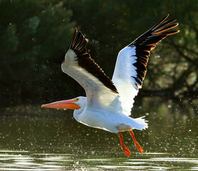 American White Pelican in Flight