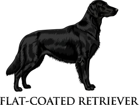 Flat Coated Retriever Dog Breed Portrait Illustration