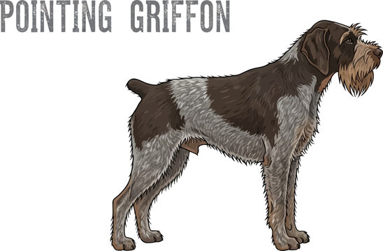 Wirehaired Pointing Griffon Dog Illustration