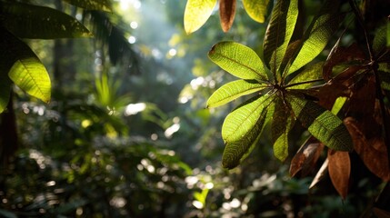 A dense jungle canopy with vibrant green leaves and a few brown leaves, illuminated by sunlight filtering through the foliage, creating a serene and lush atmosphere.