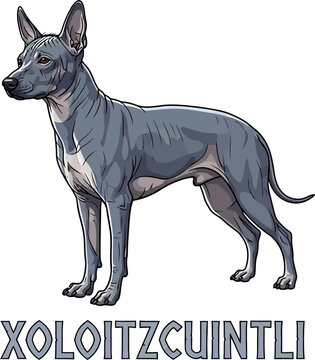 Mexican Hairless Dog Xoloitzcuintli Illustration