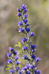 Bristly vivid colorful wildflower viper's bugloss Echium vulgare in early morning light