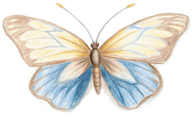 Fototapeta premium Butterfly on white