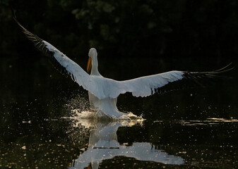 American White Pelican at Sunrise