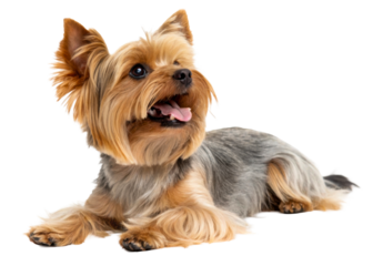 Adorable Yorkshire Terrier dog lying down with tongue out and looking up attentively, perfect for pet care, companion animal, and cute canine themes.