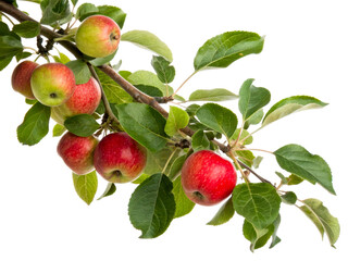 Fresh red and green apples on a branch with green leaves, perfect for portraying orchard harvest or healthy eating concepts in food and beverage marketing.