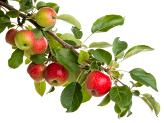 Fresh red and green apples on a branch with green leaves, perfect for portraying orchard harvest or healthy eating concepts in food and beverage marketing.