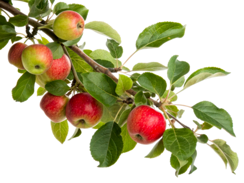 Fresh red and green apples on a branch with green leaves, perfect for portraying orchard harvest or healthy eating concepts in food and beverage marketing.