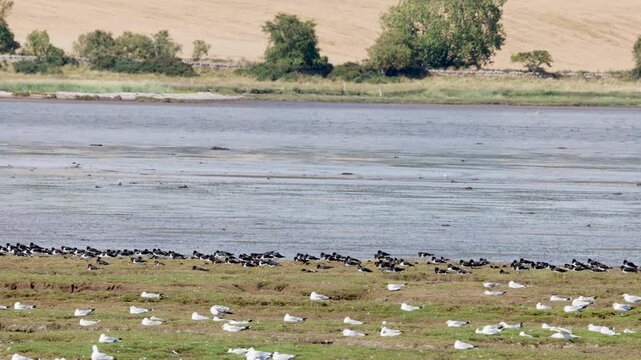 Oystercatchers and Gulls Gather on Cromarty Estuary Shoreline
