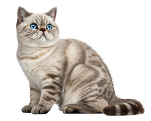 Obraz premium Adorable Scottish Fold kitten with striking blue eyes sitting serenely, perfect for pet care, animal lover gifts, and felinethemed concepts.