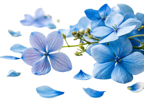 Gentle blue hydrangea flowers with falling petals arranged in a soft composition suitable for spring wedding invitations or natural spa and wellness cosmetics marketing campaigns