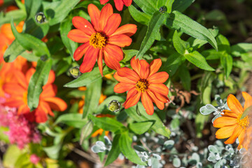 秋の庭園で鮮やかに咲くオレンジ色のヒャクニチソウと緑の葉