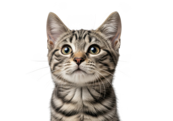 Cute tabby cat face looking upwards portrait, domestic feline pet with green eyes, animal photography, stock image, isolated on transparent background