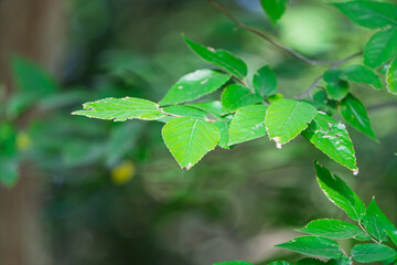 森の中で太陽の光を浴びて輝く美しい新緑の葉と枝