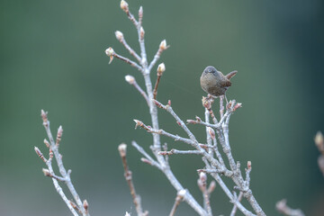 Early Light Sentry: Tiny Wren on a Bush in the Quiet Morning