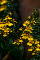 Orchidium flexuosum yellow flowers cluster native to Brazil