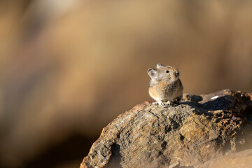 Quiet Moment: Royle's Pika on a Perch, Observing Surroundings