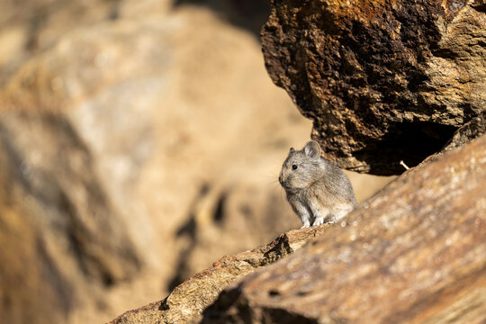 High-Altitude Dawn: Pika Perched on Stone in Morning Sunlight
