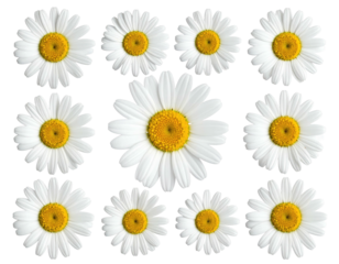 Group of daisies with white petals & yellow centers