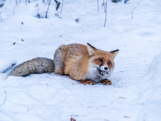 Naklejka premium European Red Fox (Vulpes vulpes) in winter forest