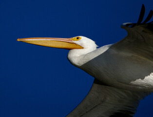 American White Pelican in Flight 