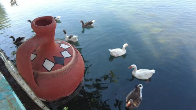 Waterfowl of different colors are enjoying the sun on a spring day.