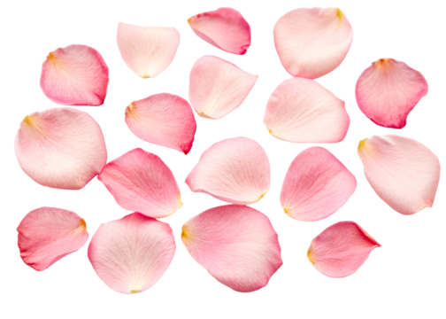Scattered arrangement of various delicate pink rose petals showing soft translucent texture and gentle curves perfect for luxurious spa promotions wedding stationery or floral overlays