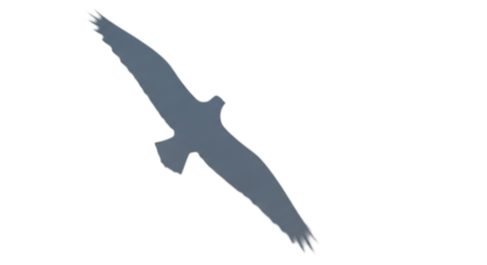 Graceful silhouette of a bird in flight, wings spread wide, isolated on transparent background