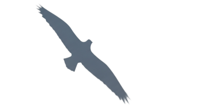 Graceful silhouette of a bird in flight, wings spread wide, isolated on transparent background
