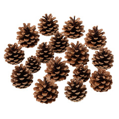 pine cones on white background