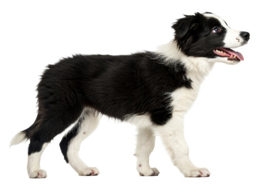 Black and white border collie puppy standing profile with mouth open and tongue out, ready for training or playful activities, perfect for pet websites or animal blogs.