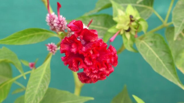 Jatadhari also call as red Celosia argentea or Cockscomb bloom in winter with green background