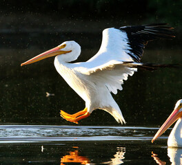 American White Pelican in Flight 