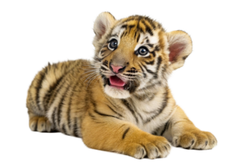 Adorable tiger cub with open mouth and curious eyes lying down, perfect for wildlife conservation campaigns and animalthemed promotions